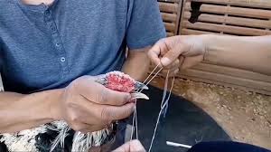 tet mo duoi cho ga choi