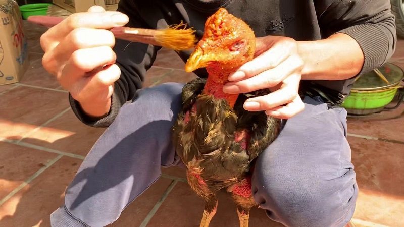 ngam nghe cho ga choi