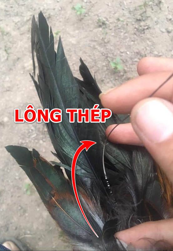 ga long thep