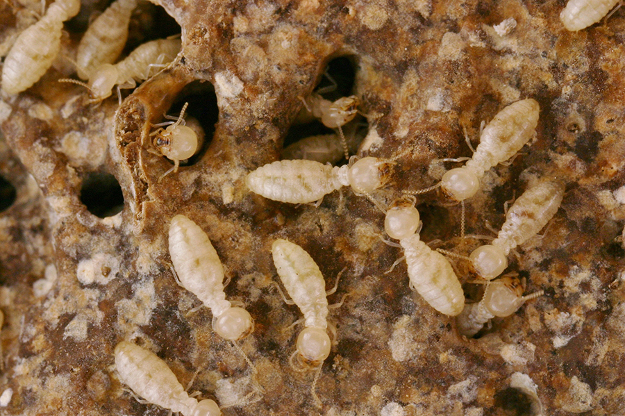 nuoi con trung lam thuc an cho ga