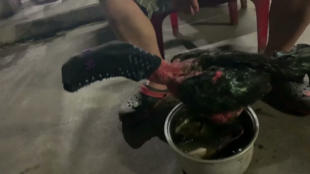 ngam chan ga choi
