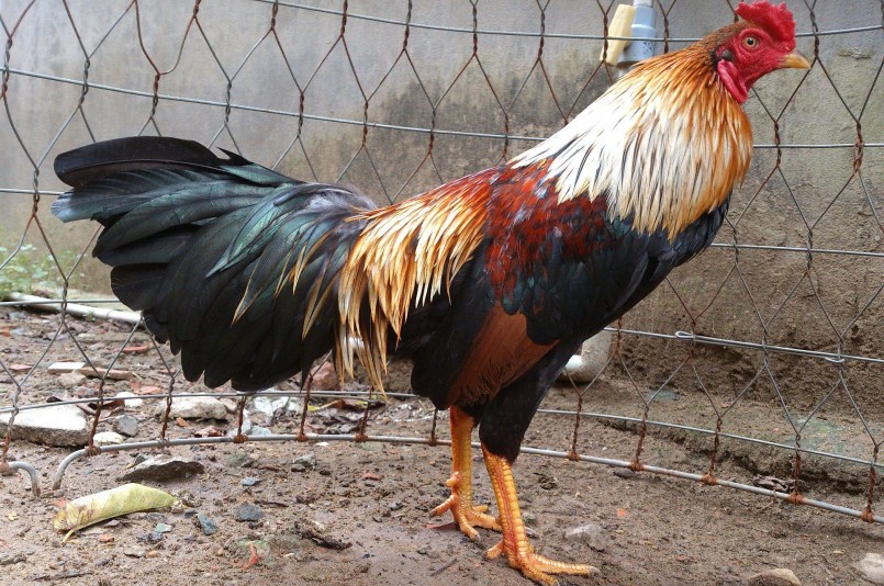 nuoi ga da khong bi hoc