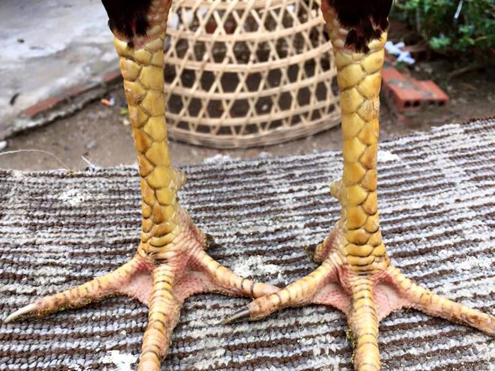 cach xem chan ga thang do