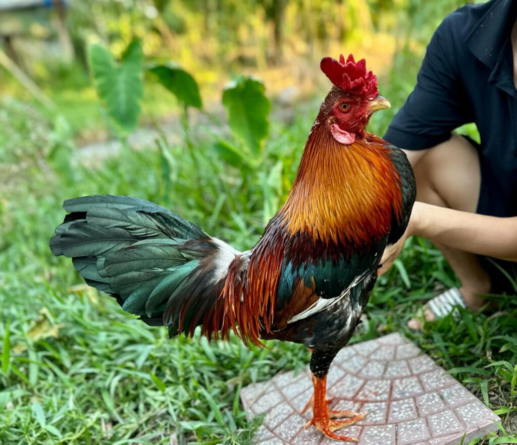 cach luyen chien ke thang lon