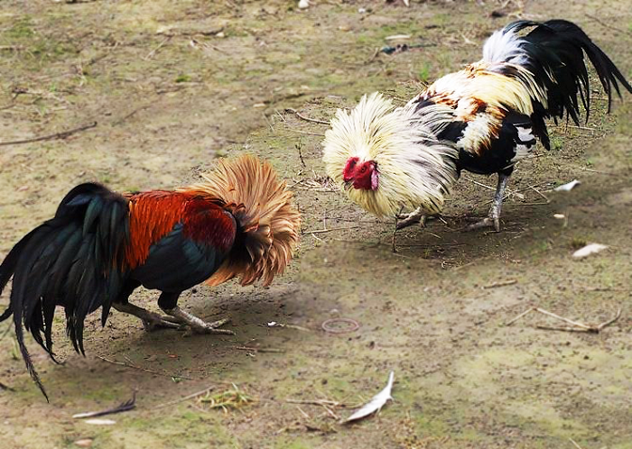meo da ga khong bi thua