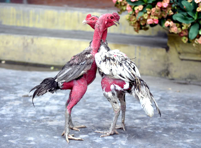 phuong phap van hoi cho chien ke
