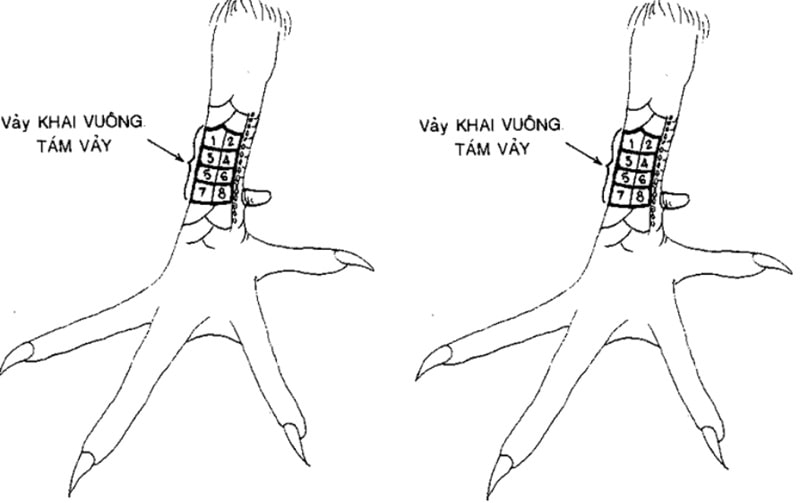 kinh ke ga choi
